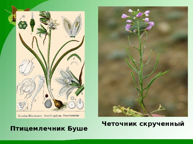Четочник скрученный Птицемлечник Буше 
