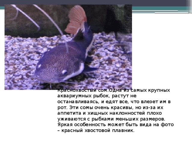 Краснохвостый сом.Одна из самых крупных аквариумных рыбок, растут не останавливаясь, и едят все, что влезет им в рот. Эти сомы очень красивы, но из-за их аппетита и хищных наклонностей плохо уживаются с рыбками меньших размеров. Яркая особенность может быть вида на фото – красный хвостовой плавник. 