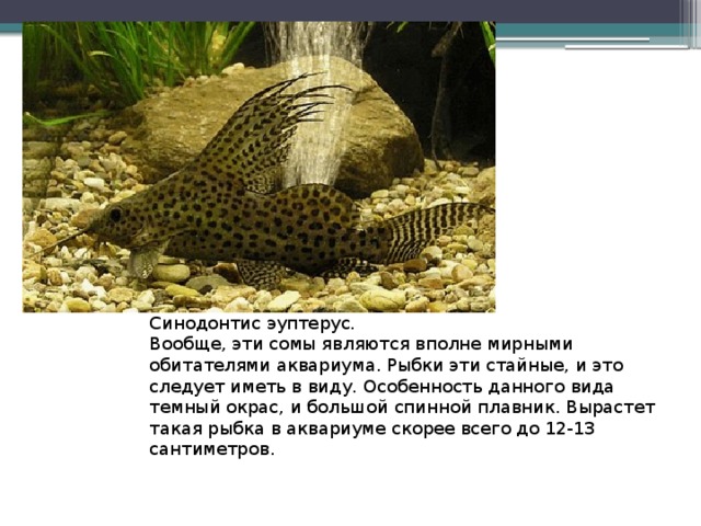 Синодонтис эуптерус. Вообще, эти сомы являются вполне мирными обитателями аквариума. Рыбки эти стайные, и это следует иметь в виду. Особенность данного вида темный окрас, и большой спинной плавник. Вырастет такая рыбка в аквариуме скорее всего до 12-13 сантиметров. 