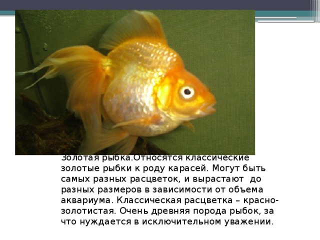 Золотая рыбка.Относятся классические золотые рыбки к роду карасей. Могут быть самых разных расцветок, и вырастают  до разных размеров в зависимости от объема аквариума. Классическая расцветка – красно-золотистая. Очень древняя порода рыбок, за что нуждается в исключительном уважении. 