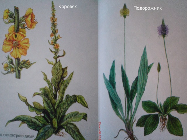 Коровяк  Подорожник 