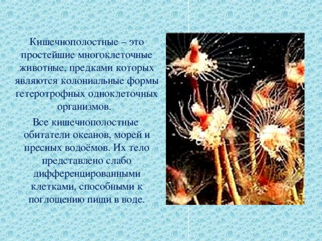 Разнообразие способов бесполого размножения сцифоидных медуз * Юлия Краус, Алена