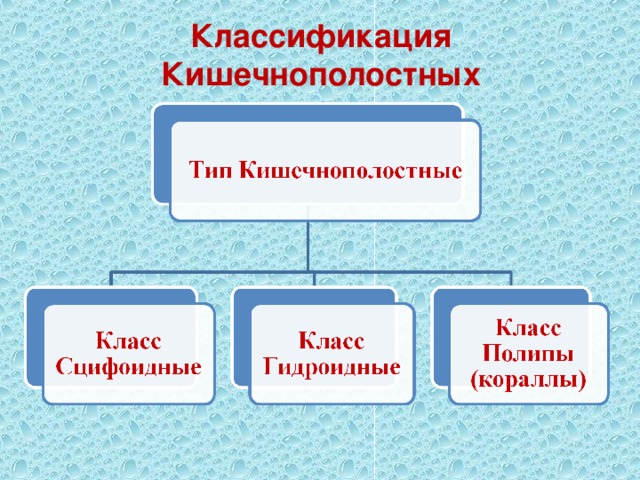 Классификация Кишечнополостных 