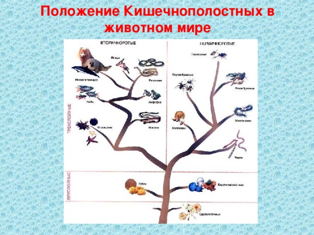Положение Кишечнополостных в животном мире 