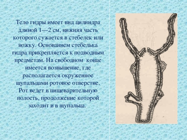 Тело гидры имеет вид цилиндра длиной 1—2 см, нижняя часть которого сужается в стебелек или ножку. Основанием стебелька гидра прикрепляется к подводным предметам. На свободном конце имеется возвышение, где располагается окруженное щупальцами ротовое отверстие. Рот ведет в пищеварительную полость, продолжение которой заходит и в щупальца. 