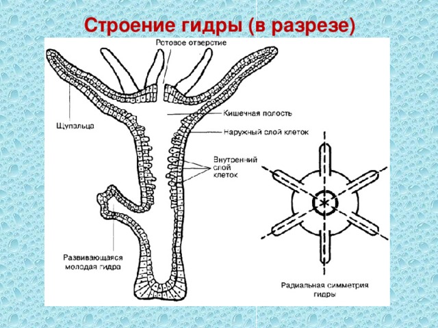 Строение гидры (в разрезе) 