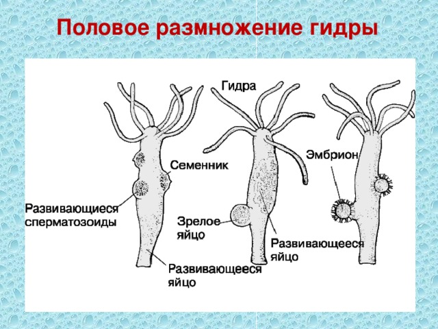 Половое размножение гидры 
