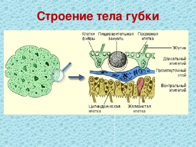 Строение тела губки 