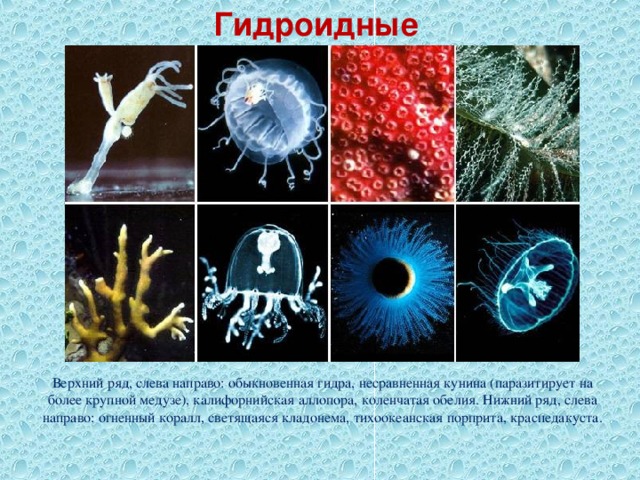 Гидроидные Верхний ряд, слева направо: обыкновенная гидра, несравненная кунина (паразитирует на более крупной медузе), калифорнийская аллопора, коленчатая обелия. Нижний ряд, слева направо: огненный коралл, светящаяся кладонема, тихоокеанская порприта, краспедакуста. 