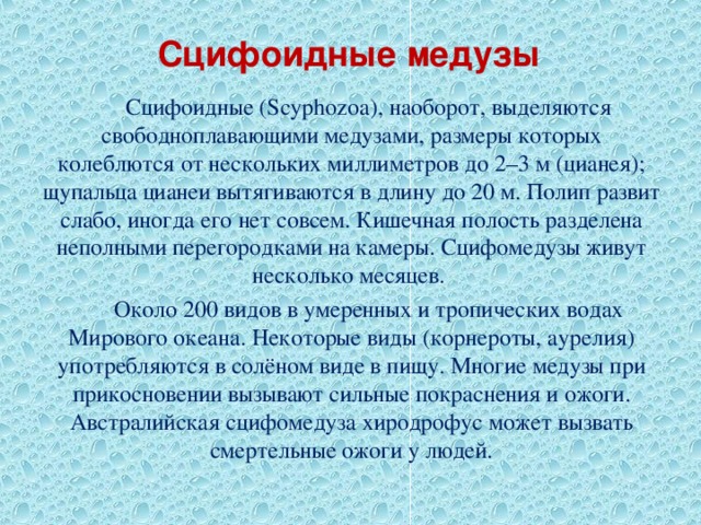 Сцифоидные медузы Сцифоидные (Scyphozoa), наоборот, выделяются свободноплавающими медузами, размеры которых колеблются от нескольких миллиметров до 2–3 м (цианея); щупальца цианеи вытягиваются в длину до 20 м. Полип развит слабо, иногда его нет совсем. Кишечная полость разделена неполными перегородками на камеры. Сцифомедузы живут несколько месяцев. Около 200 видов в умеренных и тропических водах Мирового океана. Некоторые виды (корнероты, аурелия) употребляются в солёном виде в пищу. Многие медузы при прикосновении вызывают сильные покраснения и ожоги. Австралийская сцифомедуза хиродрофус может вызвать смертельные ожоги у людей. 