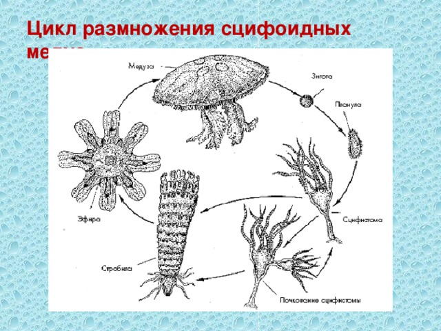 Цикл размножения сцифоидных медуз 