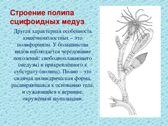 Строение полипа сцифоидных медуз Другая характерная особенность кишечнополостных – это полиформизм. У большинства видов наблюдается чередование поколений: свободноплавающего (медузы) и прикреплённого к субстрату (полипа). Полип – это сидячая цилиндрическая форма, расширяющаяся к основанию тела, и сужающийся к вершине, окружённой щупальцами. 