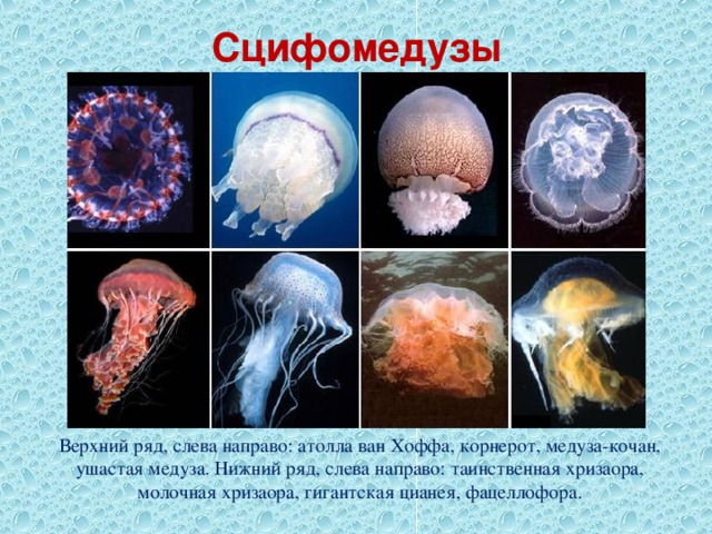 Сцифомедузы Верхний ряд, слева направо: атолла ван Хоффа, корнерот, медуза-кочан, ушастая медуза. Нижний ряд, слева направо: таинственная хризаора, молочная хризаора, гигантская цианея, фацеллофора. 