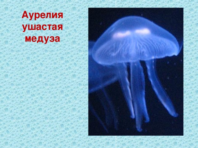 Аурелия ушастая медуза 