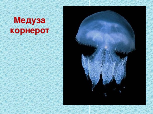 Медуза корнерот 