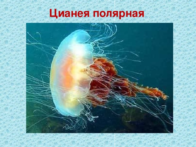 Цианея полярная 