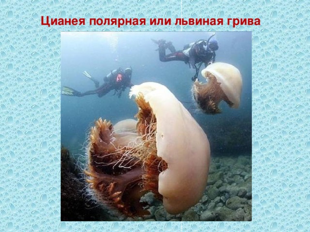 Цианея полярная или львиная грива 