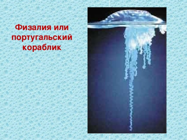 Физалия или португальский кораблик 