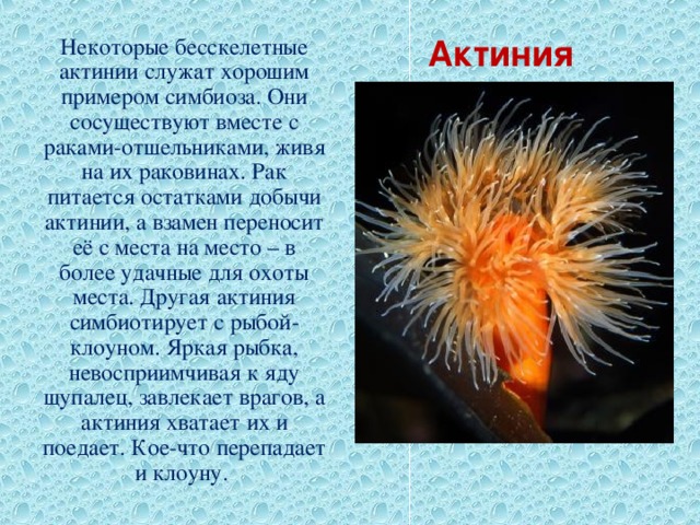 Актиния Некоторые бесскелетные актинии служат хорошим примером симбиоза. Они сосуществуют вместе с раками-отшельниками, живя на их раковинах. Рак питается остатками добычи актинии, а взамен переносит её с места на место – в более удачные для охоты места. Другая актиния симбиотирует с рыбой-клоуном. Яркая рыбка, невосприимчивая к яду щупалец, завлекает врагов, а актиния хватает их и поедает. Кое-что перепадает и клоуну. 
