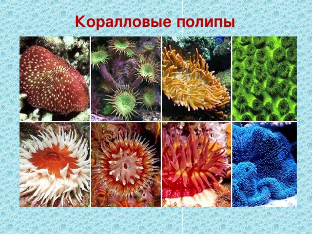 Коралловые полипы 