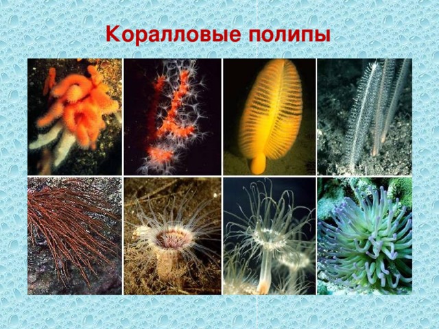 Коралловые полипы 