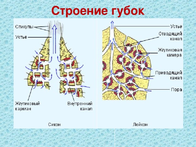 Строение губок 