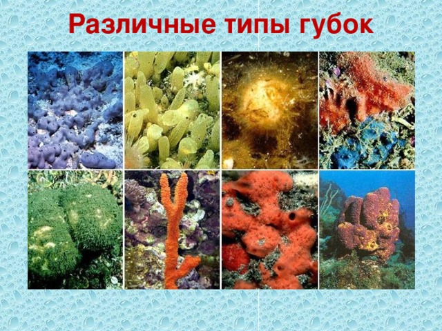 Различные типы губок 