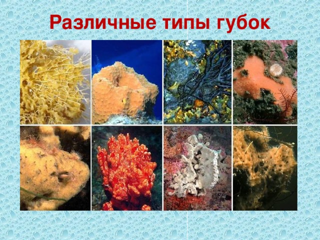 Различные типы губок 