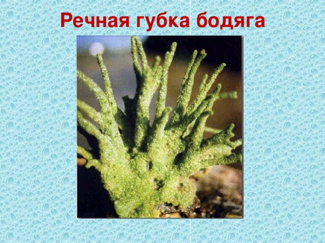 Речная губка бодяга 