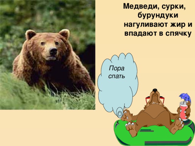 Медведи, сурки, бурундуки нагуливают жир и впадают в спячку Пора спать 