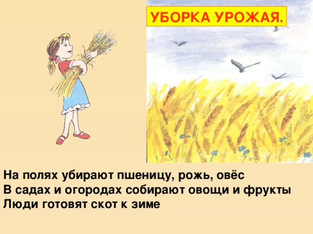 УБОРКА УРОЖАЯ. На полях убирают пшеницу, рожь, овёс В садах и огородах собирают овощи и фрукты Люди готовят скот к зиме  