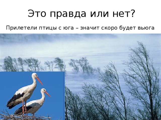 Это правда или нет? Прилетели птицы с юга – значит скоро будет вьюга 