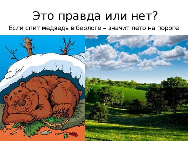 Это правда или нет? Если спит медведь в берлоге – значит лето на пороге 