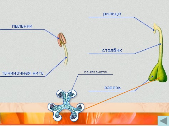 Что развивается из стенок завязи у цветковых растений