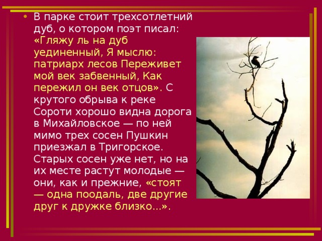 В парке стоит трехсотлетний дуб, о котором поэт писал: «Гляжу ль на дуб уединенный, Я мыслю: патриарх лесов Переживет мой век забвенный, Как пережил он век отцов». С крутого обрыва к реке Сороти хорошо видна дорога в Михайловское — по ней мимо трех сосен Пушкин приезжал в Тригорское. Старых сосен уже нет, но на их месте растут молодые — они, как и прежние, «стоят — одна поодаль, две другие друг к дружке близко...». 