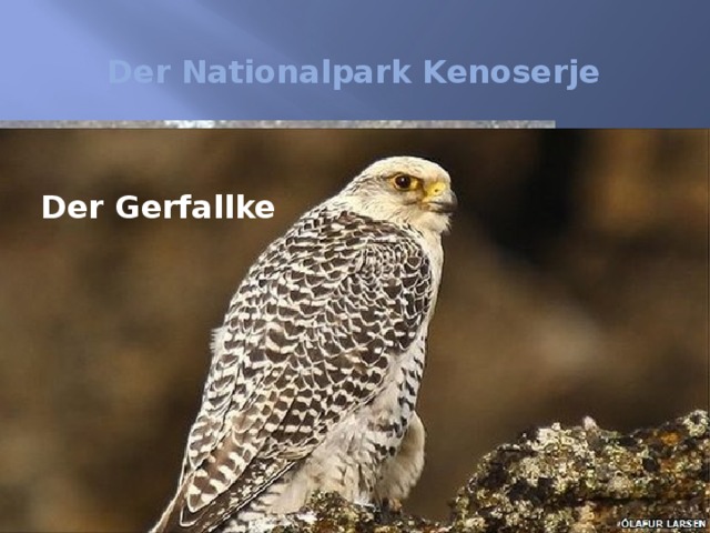 Der Nationalpark Kenoserje der Zwerkgans Der Gerfallke Die Perlenmuschel