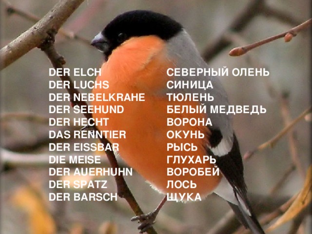 DER ELCH СЕВЕРНЫЙ ОЛЕНЬ DER LUCHS СИНИЦА DER NEBELKRAHE ТЮЛЕНЬ DER SEEHUND БЕЛЫЙ МЕДВЕДЬ ВОРОНА DER HECHT ОКУНЬ DAS RENNTIER РЫСЬ DER EISSBAR ГЛУХАРЬ DIE MEISE ВОРОБЕЙ DER AUERHUHN ЛОСЬ DER SPATZ DER BARSCH ЩУКА