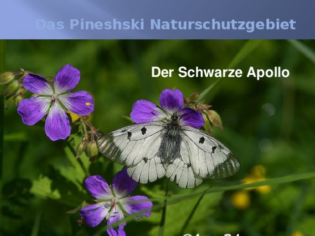 Das Pineshski Naturschutzgebiet  Der Schwarze Apollo Der Schwalbenschwanz Der Frauenschuh