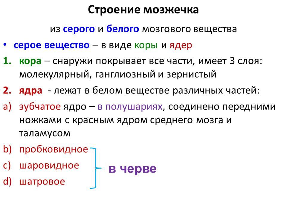 строение головного мозга коровы. Смотреть фото строение головного мозга коровы. Смотреть картинку строение головного мозга коровы. Картинка про строение головного мозга коровы. Фото строение головного мозга коровы