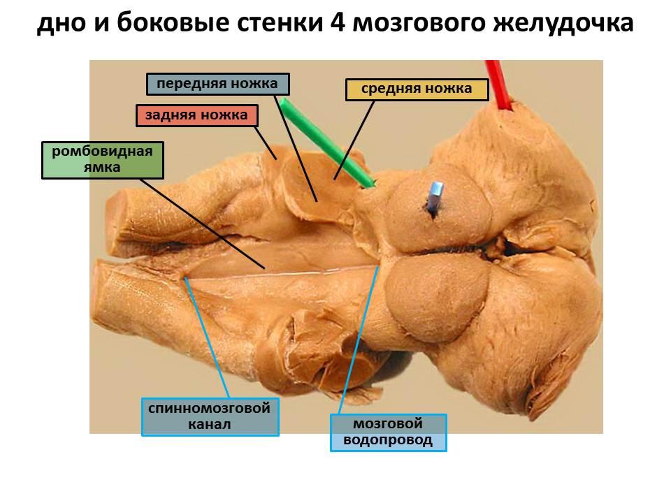 строение головного мозга коровы. Смотреть фото строение головного мозга коровы. Смотреть картинку строение головного мозга коровы. Картинка про строение головного мозга коровы. Фото строение головного мозга коровы