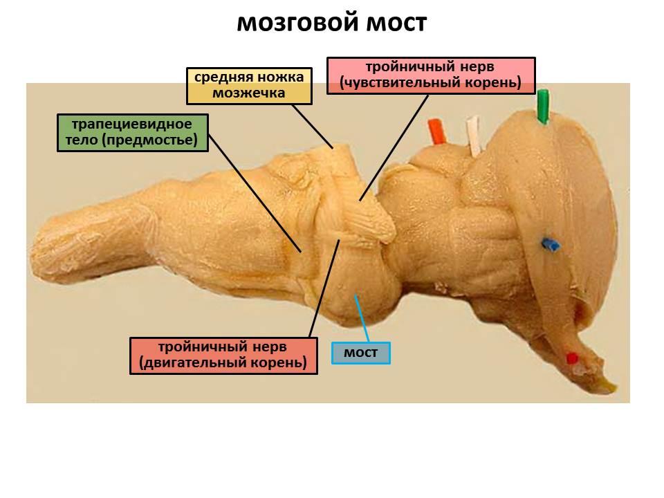 строение головного мозга коровы. Смотреть фото строение головного мозга коровы. Смотреть картинку строение головного мозга коровы. Картинка про строение головного мозга коровы. Фото строение головного мозга коровы