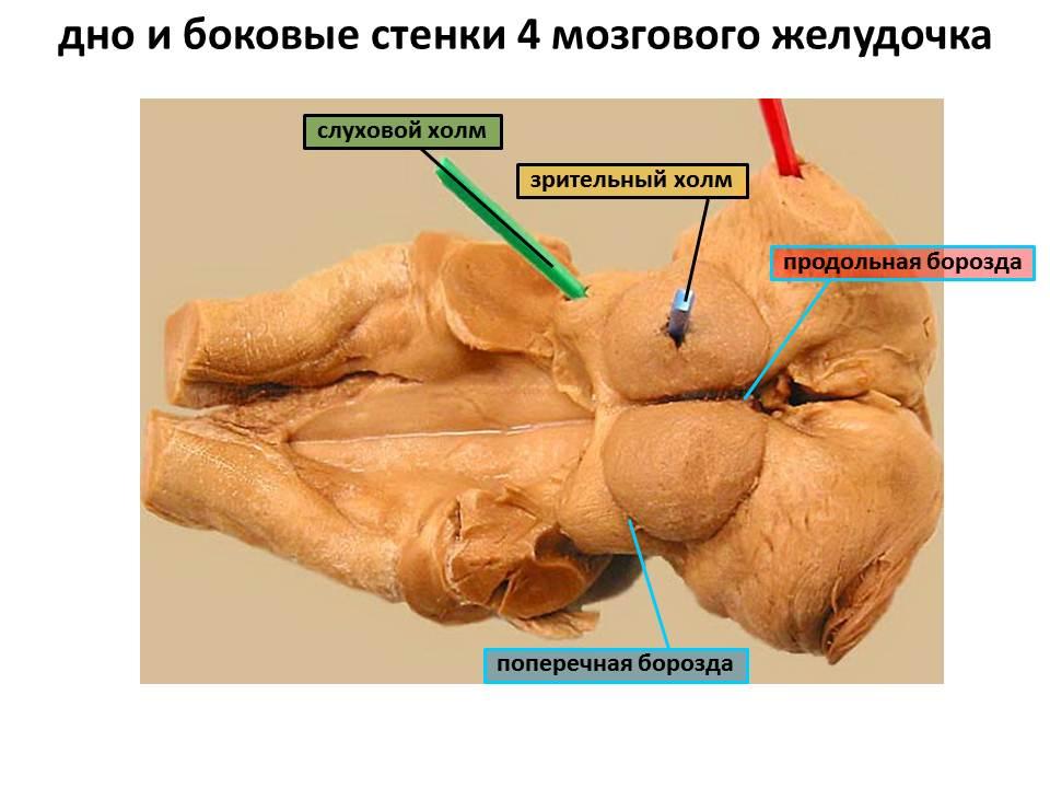 строение головного мозга коровы. Смотреть фото строение головного мозга коровы. Смотреть картинку строение головного мозга коровы. Картинка про строение головного мозга коровы. Фото строение головного мозга коровы