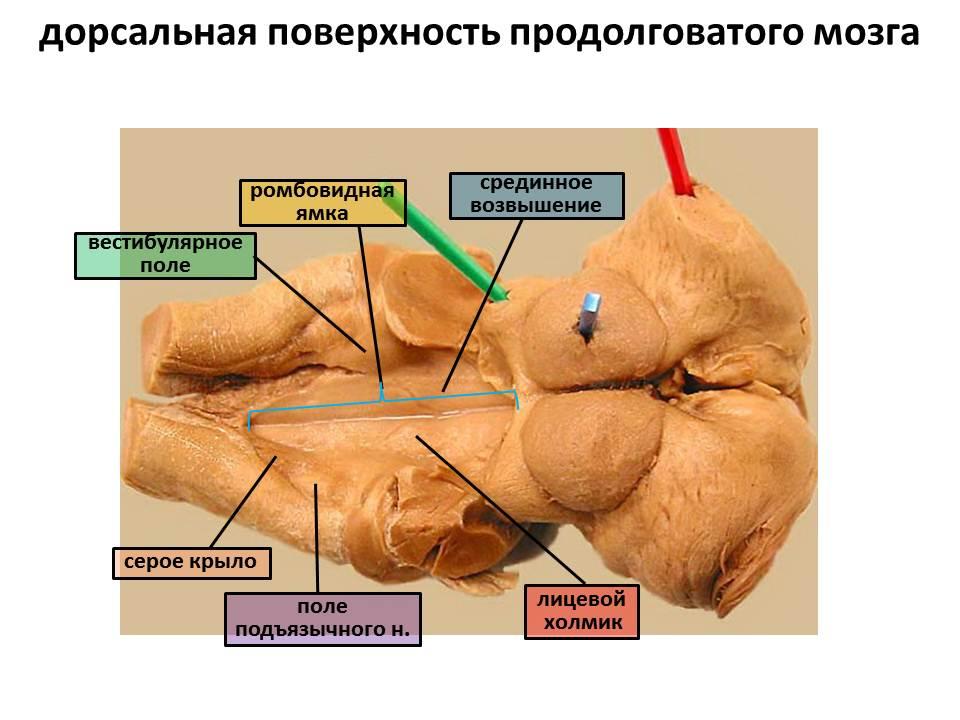 строение головного мозга коровы. Смотреть фото строение головного мозга коровы. Смотреть картинку строение головного мозга коровы. Картинка про строение головного мозга коровы. Фото строение головного мозга коровы