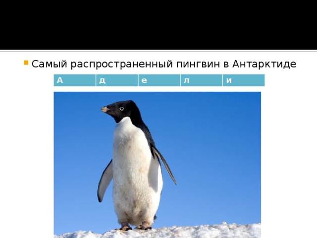 Самый распространенный пингвин в Антарктиде А д е л и 