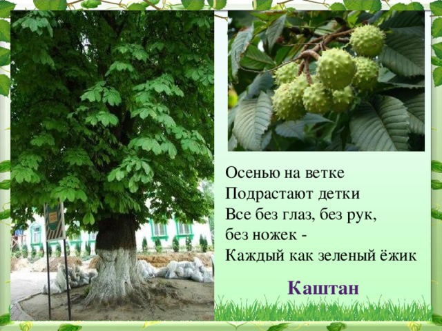 Осенью на ветке   Подрастают детки   Все без глаз, без рук, без ножек -   Каждый как зеленый ёжик   Каштан