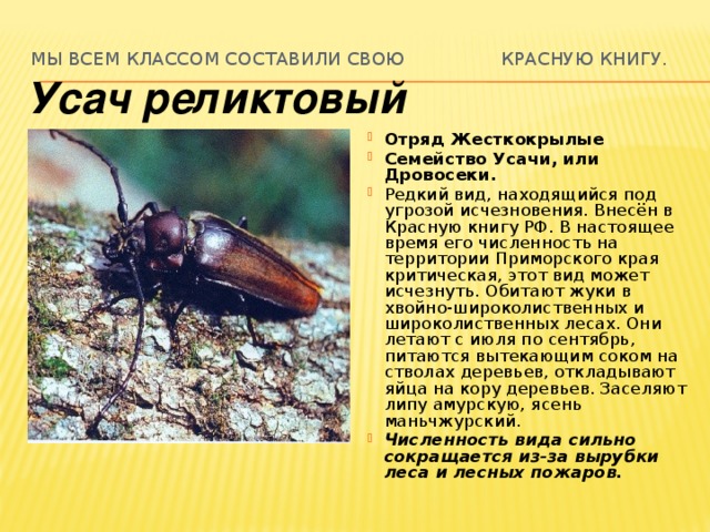 Красная книга приморья презентация