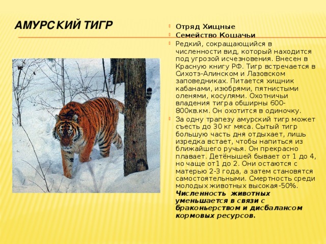 Амурский тигр сообщения план
