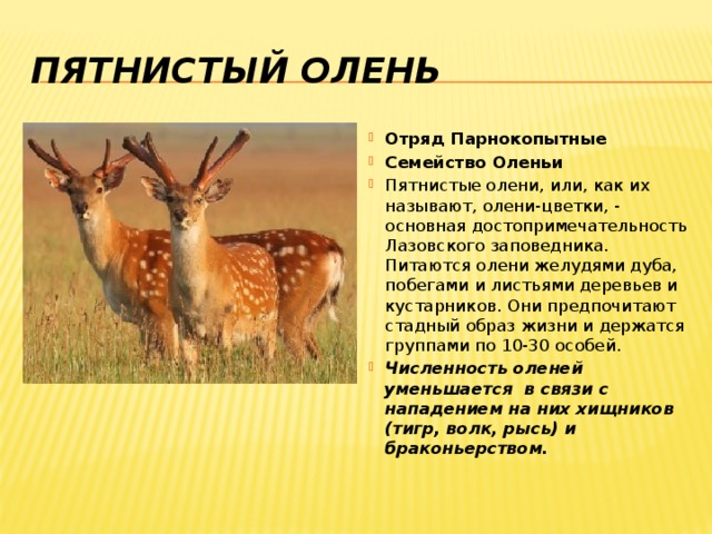Презентация пятнистый олень