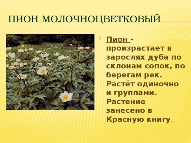 Проект красная книга приморского края