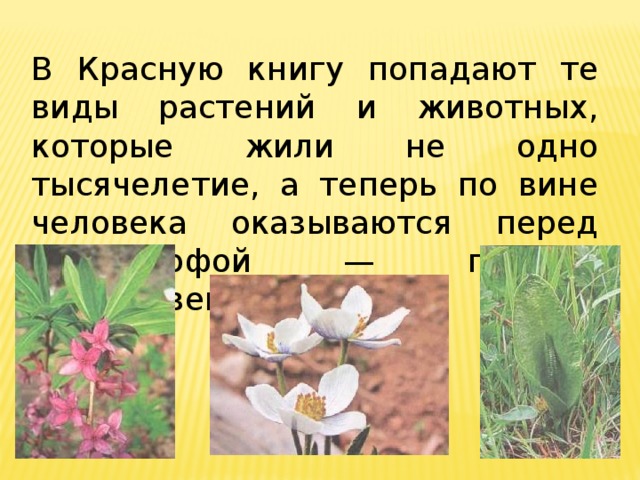 Проект красная книга приморского края